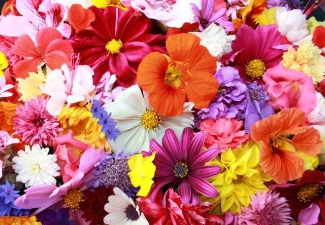 What flower do you like ?